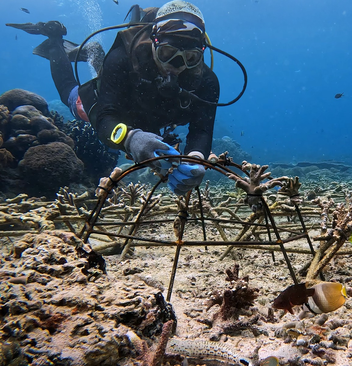 Restauration d’un récif corallien endommagé près de Nusa Penida